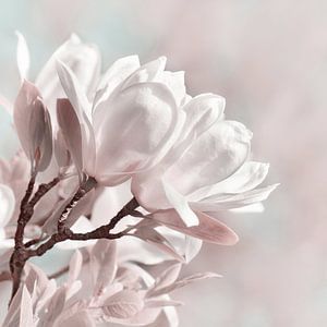Magnolie