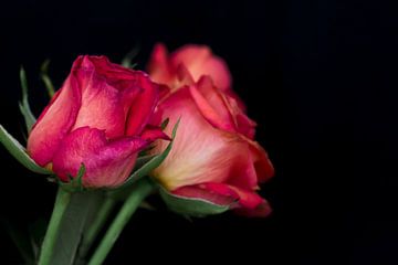 Satz verblasste Rosen von Fotografie Jeronimo