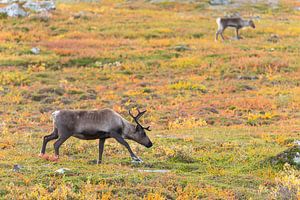 Rentier beim Abisko Nationalpark im farbenfrohen Herbst Lapplands.
