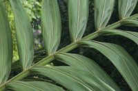 Close-Up of Palm Leaves