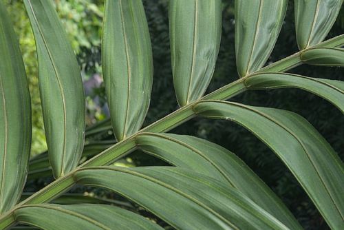Gros plan sur des feuilles de palmier