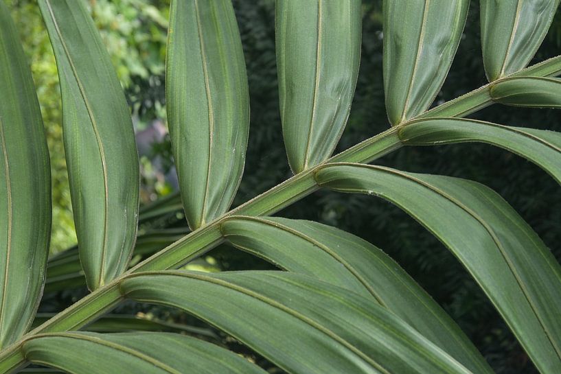 Close-Up of Palm Leaves by Minimalistic Travel Photography by.Rieneke