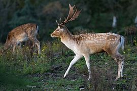 Fallow deer with large antlers by Jamey Grovell