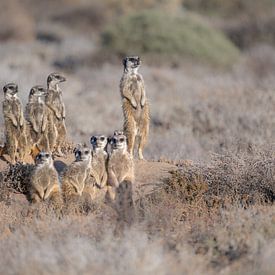 Erdmännchen wärmen sich an der aufgehenden Sonne von Lex van Doorn