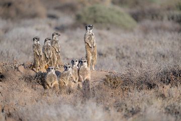 Meerkats warm up by the rising sun by Lex van Doorn