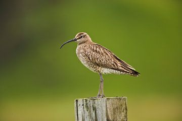 Portret van een Regenwulp