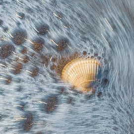 Coquillage dans les eaux vives