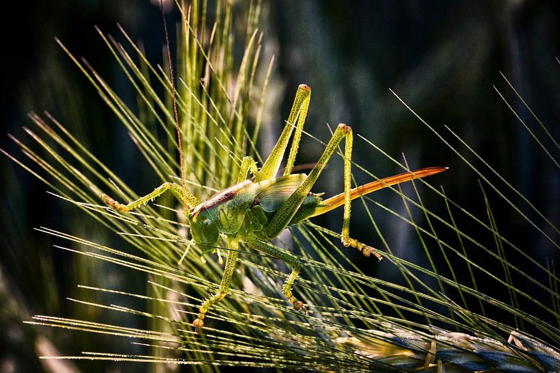 Grasshopper by Rob Boon