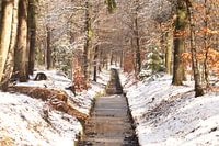Der März rührt seinen Schwanz: Schnee