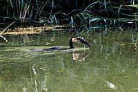 Le cormoran attrape un poisson - succès de la chasse sur l'eau