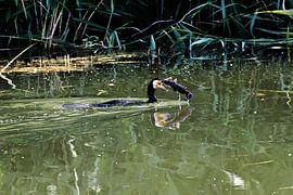 Cormorant catches a fish - hunting success on the water by Tibor Nagy