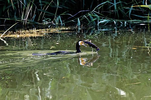 Kormoran fängt einen Fisch - Jagderfolg auf dem Wasser