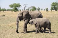 Elephant mother with nursing young