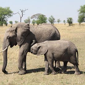 Olifantenmoeder met zogend jong van Marvelli