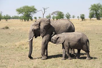 Elefantenmutter mit stillenden Jungen von Marvelli