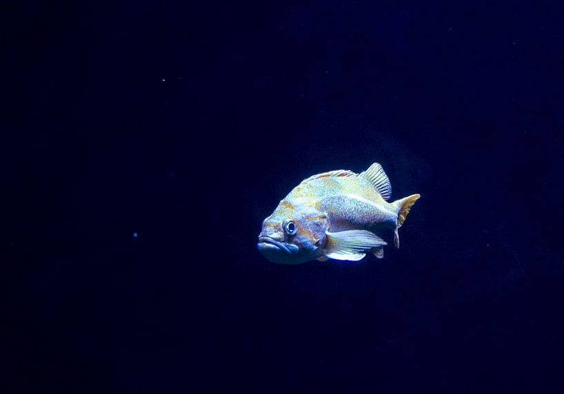 So viele Fische im Meer von Stoka Stolk
