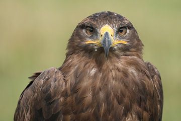 Steppearend (Aquila nipalensis) van Ronald Pol