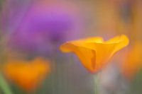 Spring flowers