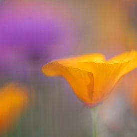 Lentebloemen van Kaat Nobelen