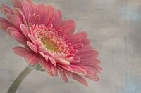 Gerbera rose