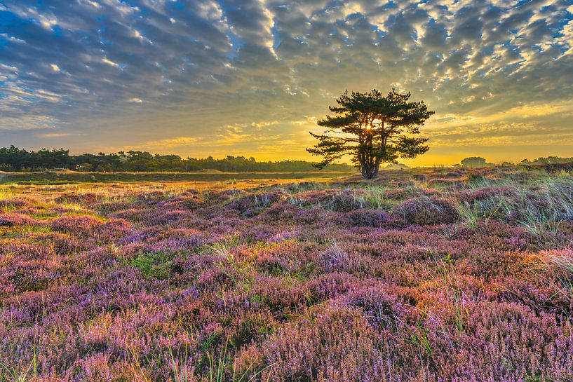 Helderse Dunes with purple heather by eric van der eijk
