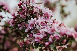 Nahaufnahme rosa Blüte | Arnheim, Holland