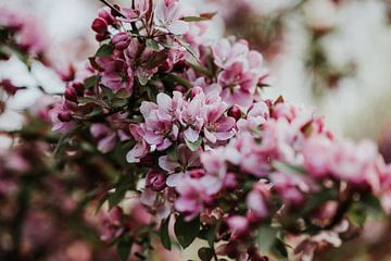 Nahaufnahme rosa Blüte | Arnheim, Holland von Trix Leeflang