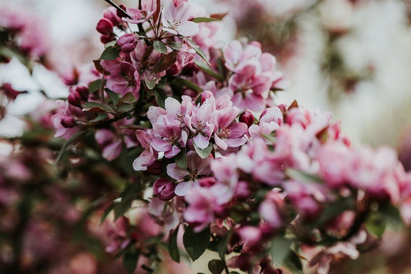 Gros plan d'une fleur rose | Arnhem, Hollande par Trix Leeflang