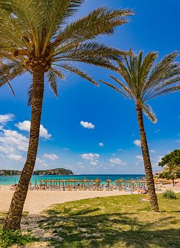 View of Santa Ponsa beach with palm trees on Mallorca by Alex Winter
