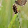 Brown butterfly by Astrid Brouwers