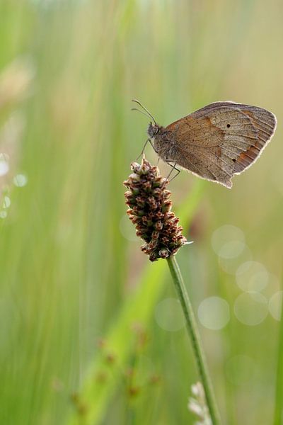 Vlinder op stengel von Astrid Brouwers