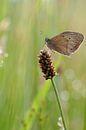 Vlinder op stengel von Astrid Brouwers Miniaturansicht
