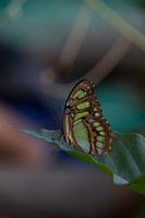 Butterfly resting on a leaf.