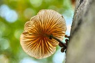 Pilz auf Baum. von Johan Kalthof Miniaturansicht