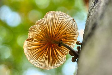 Pilz auf Baum. von Johan Kalthof