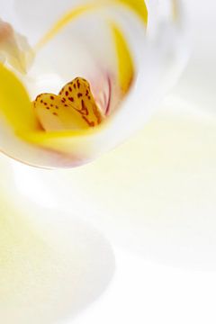Witte orchidee abstract III van Jane van Bostelen