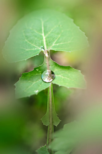 Perle de rosée