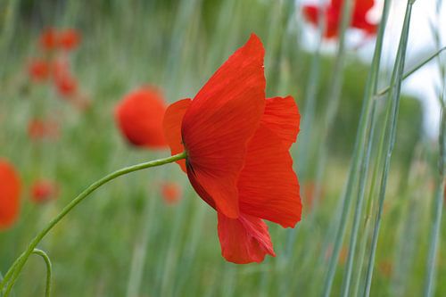Klaproos met rode bloemblaadjes