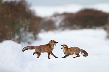 Fighting foxes by Pim Leijen