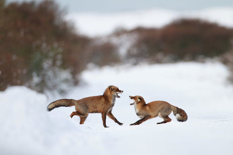 Fighting foxes van Pim Leijen