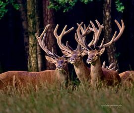 Red deer in the fresh green of spring von Wim de Bruin