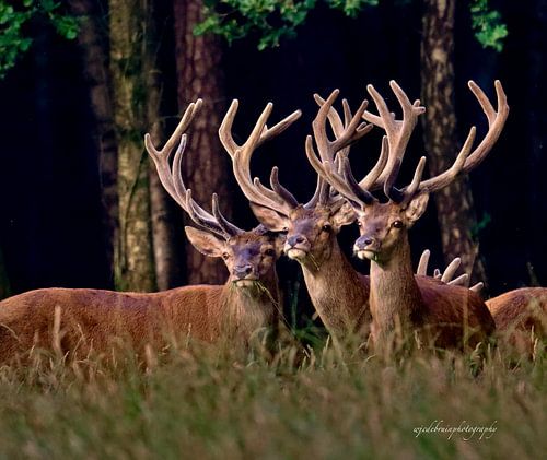 Les cerfs élaphes dans la fraîcheur printanière