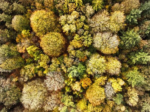 Autumn Rijsterbos, Rijs, Friesland, seen from above