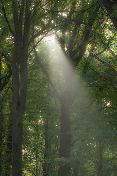 forests by Bart Liesenborgs