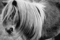 Pony van Sven Zoeteman thumbnail