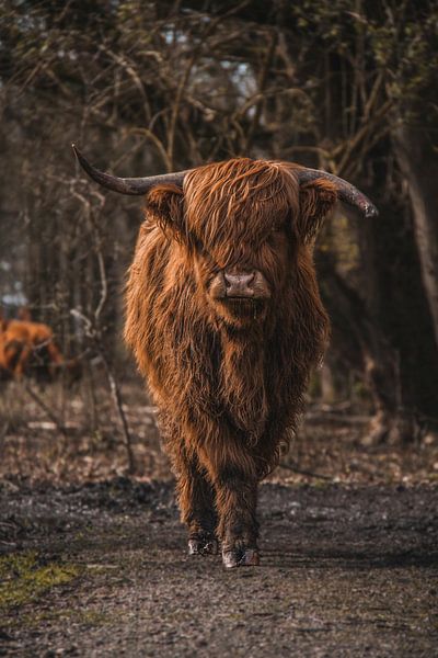 Highlander écossais par Ivana Luijten
