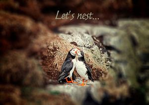 Lassen Sie uns ein Nest bauen...