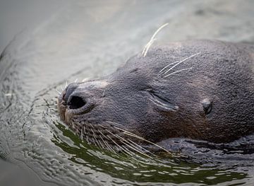 Nieuwsgierige Zeehond in de Oosterschelde van Wouter Triki Photography