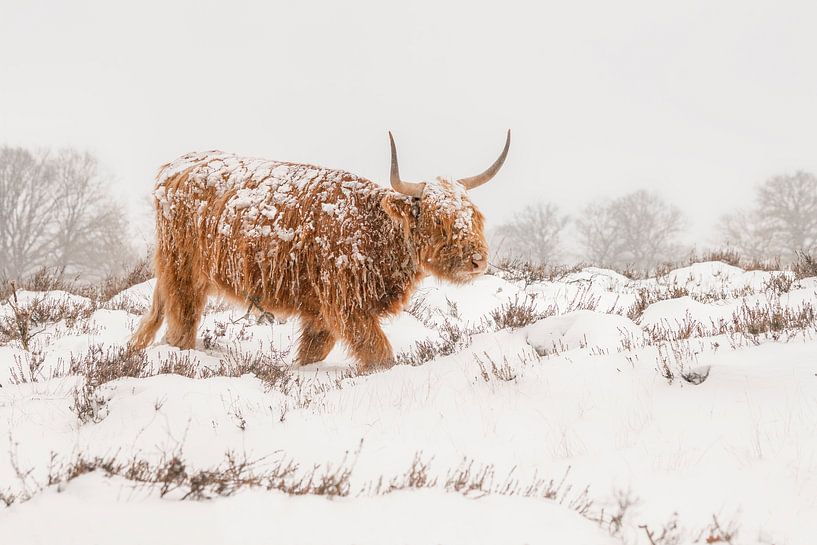 Scottish Highlander in the snow. by Albert Beukhof