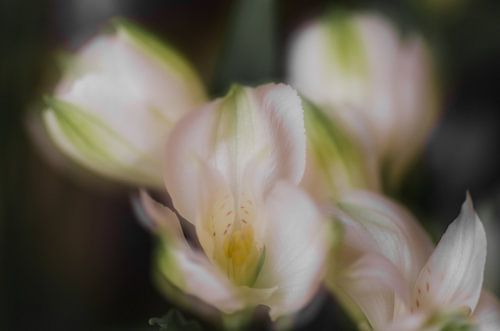 bloemen